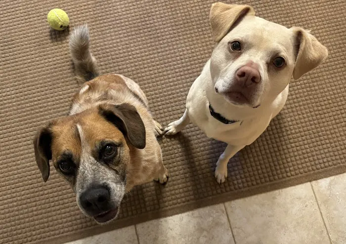 VCA Animal Healing Center 7