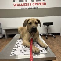 PetVet Vaccination Clinic ico