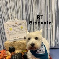 PetCure Oncology Robbinsville - Advanced Cancer Treatments for Cats & Dogs ico