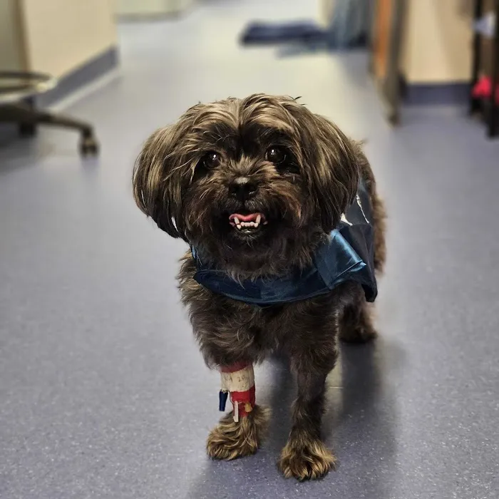 PetCure Oncology Robbinsville - Advanced Cancer Treatments for Cats & Dogs 12