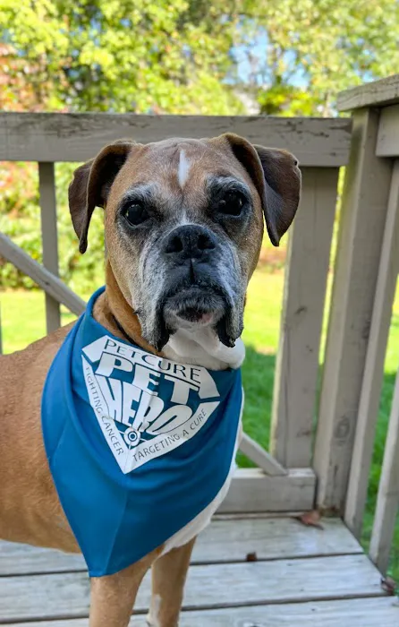 PetCure Oncology Robbinsville - Advanced Cancer Treatments for Cats & Dogs 12