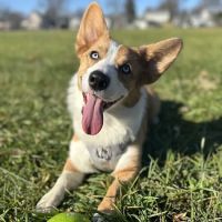 Allentown Animal Hospital ico