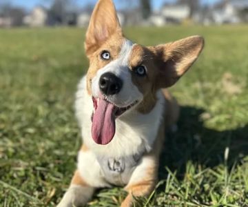 Allentown Animal Hospital