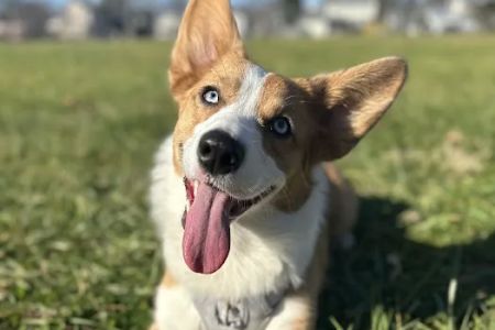 Allentown Animal Hospital
