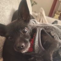 People For Animals Inc ico