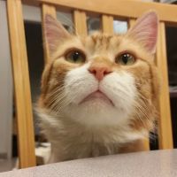 Foxmoor Animal Hospital ico