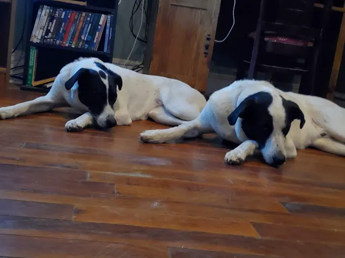 Yardville Animal Hospital 1