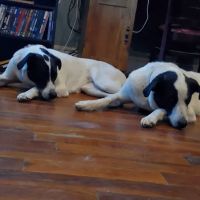 Yardville Animal Hospital ico