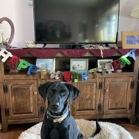 Veterinary Clinic of Imlaystown ico