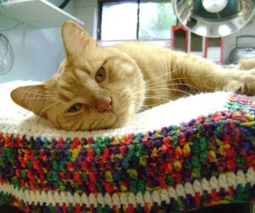 Edinburg Animal Hospital: Kerry Danielsen VMD