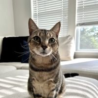Edinburg Animal Hospital ico