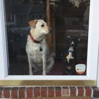 Mansfield Veterinary Hospital ico