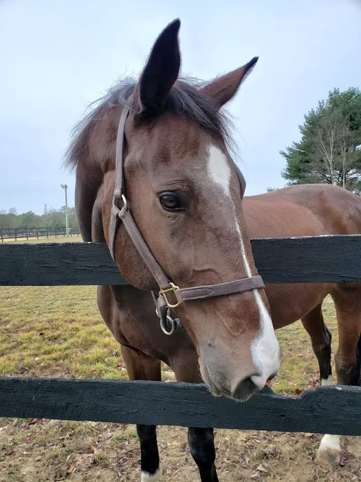 East Coast Equine Performance, LLC 1