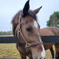 East Coast Equine Performance, LLC ico