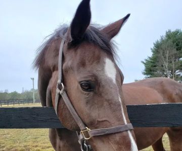 East Coast Equine Performance, LLC