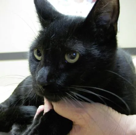 Dickinson McNeill Veterinary Clinic 6