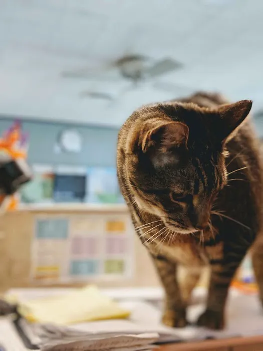 Dickinson McNeill Veterinary Clinic 7