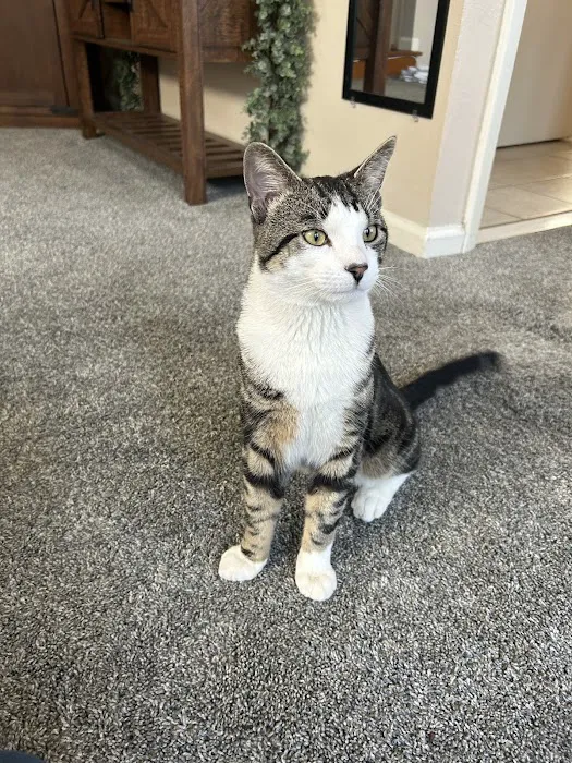 Hamilton Animal Hospital 4