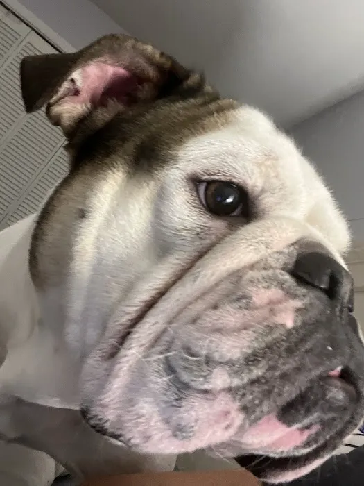 Hamilton Animal Hospital 7