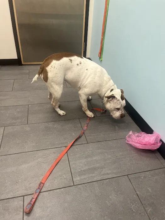 Banfield Pet Hospital 7