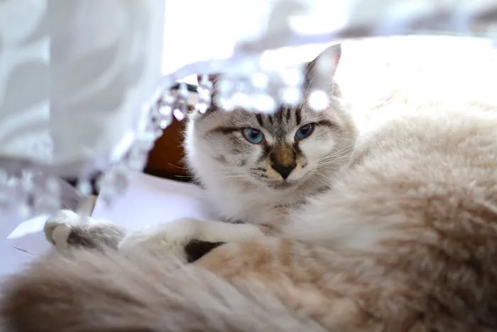 Le Chat Cat Hospital- Dr. Kathleen Small 12