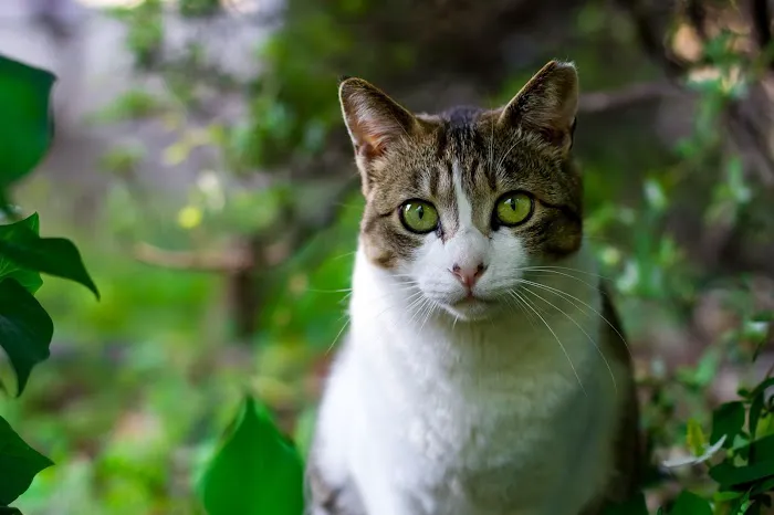 Le Chat Cat Hospital- Dr. Kathleen Small 12