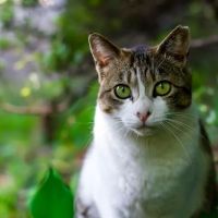 Le Chat Cat Hospital- Dr. Kathleen Small ico
