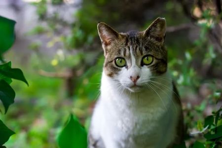 Le Chat Cat Hospital- Dr. Kathleen Small