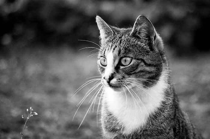 Le Chat Cat Hospital- Dr. Kathleen Small 12