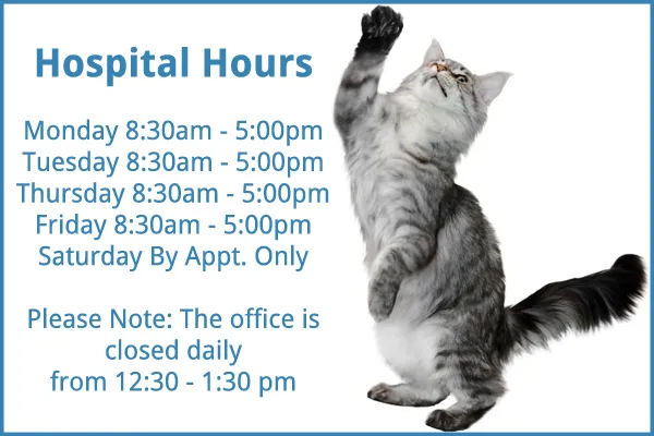 Le Chat Cat Hospital- Dr. Kathleen Small 12