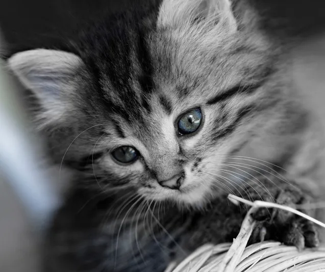 Le Chat Cat Hospital- Dr. Kathleen Small 12