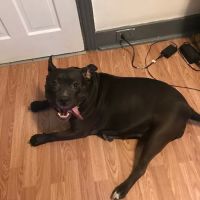Compassion Veterinary Clinic ico