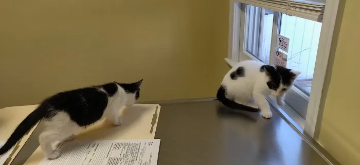 Collegeville Cat Clinic 5