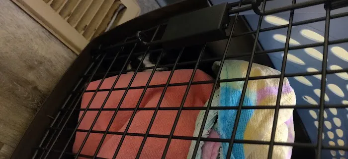 Collegeville Cat Clinic 4