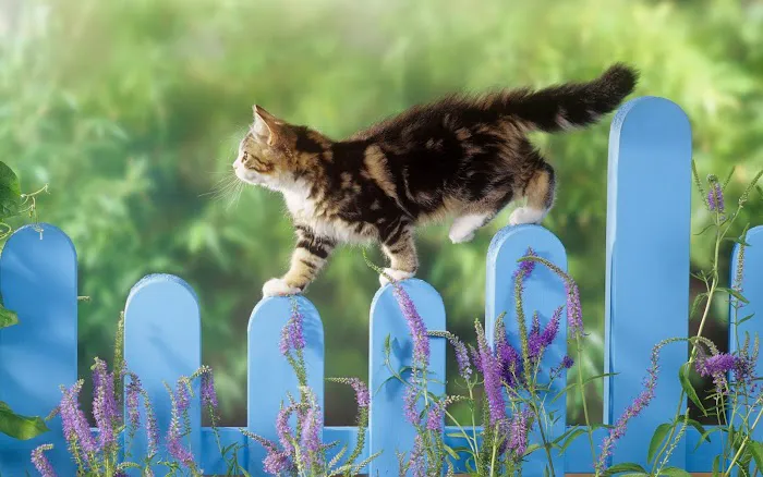Collegeville Cat Clinic 3
