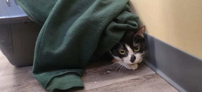 Collegeville Cat Clinic 1