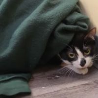Collegeville Cat Clinic ico