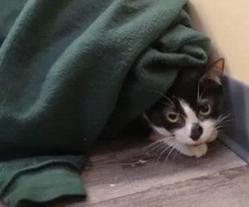 Collegeville Cat Clinic