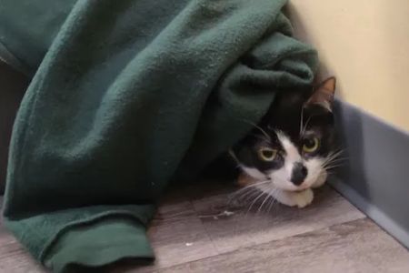 Collegeville Cat Clinic