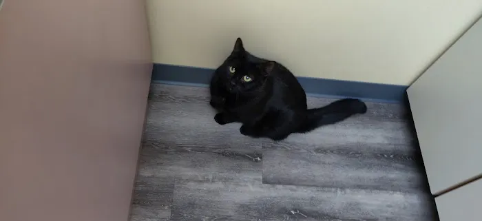 Collegeville Cat Clinic 8
