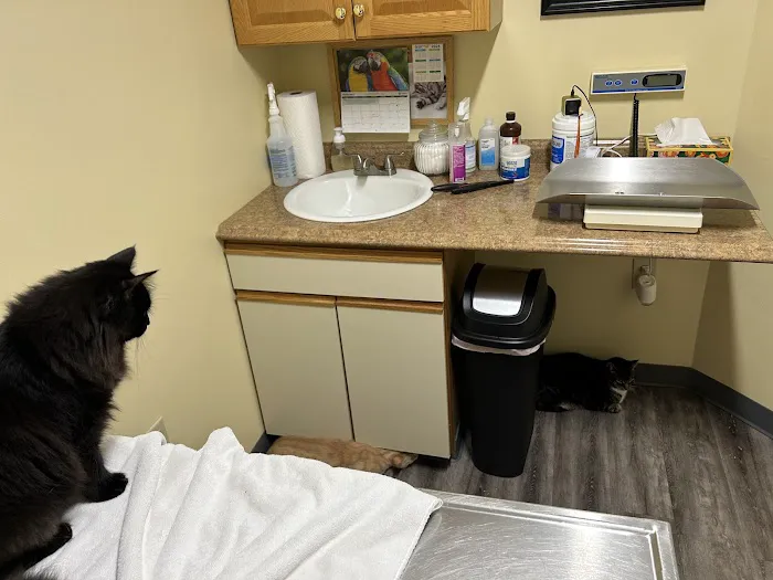 Collegeville Cat Clinic 7