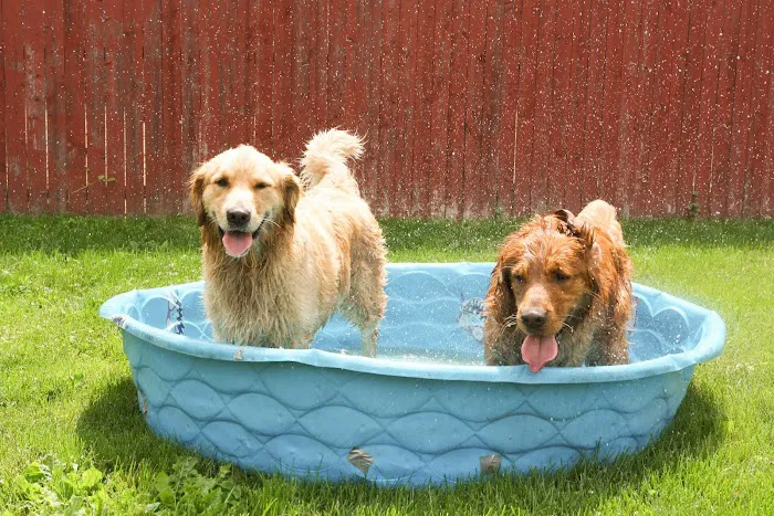 Skippack Animal Hospital 12