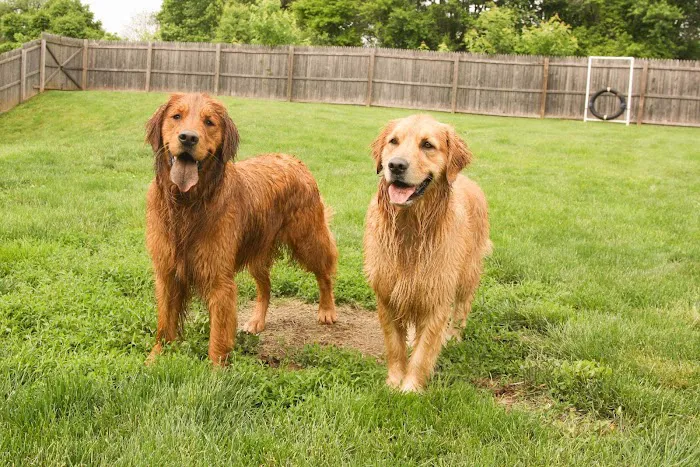 Skippack Animal Hospital 12