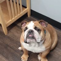 Street Road Animal Hospital ico