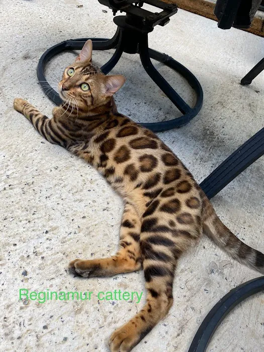 ReginaMur Bengal Cattery 12