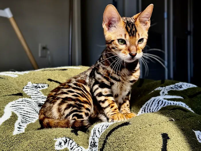 ReginaMur Bengal Cattery 12