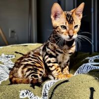 ReginaMur Bengal Cattery ico