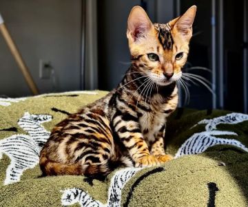 ReginaMur Bengal Cattery