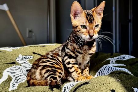 ReginaMur Bengal Cattery
