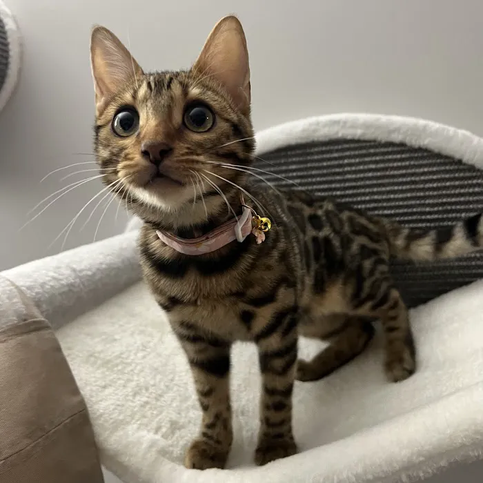 ReginaMur Bengal Cattery 12